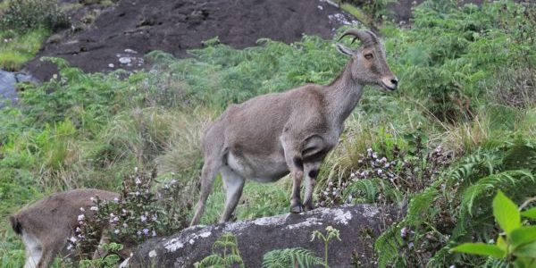 Eravikulam National Park